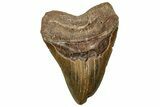 Huge, Fossil Megalodon Tooth - North Carolina #328414-1